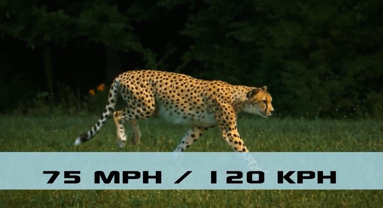 Fascinating! - Top ten fastest animals in the world